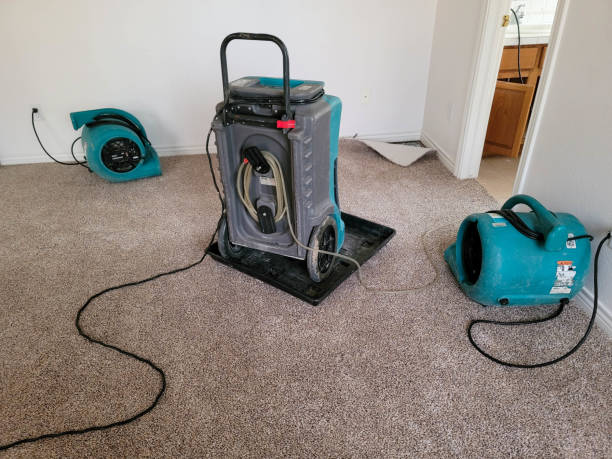 Best Mold removal after water damage  in Rollingwood, TX